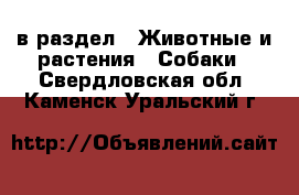  в раздел : Животные и растения » Собаки . Свердловская обл.,Каменск-Уральский г.